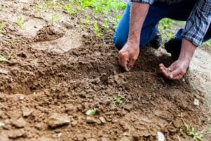 Read more about the article Gardening in Cooperation With Nature to Increase Self-Sustainability 